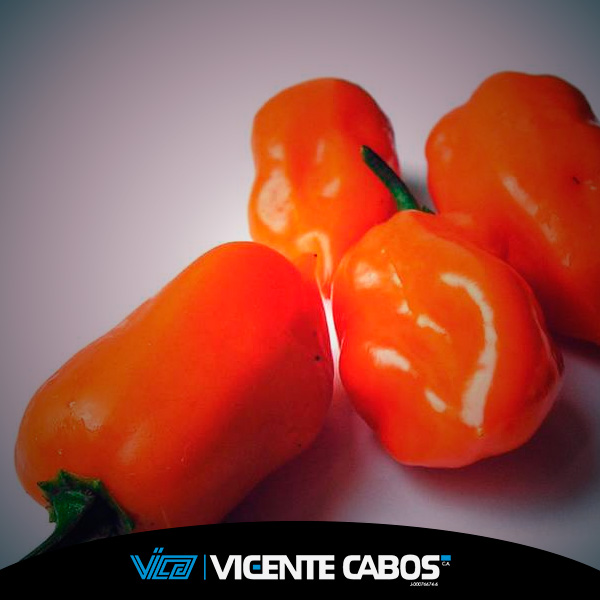 Extracto de capsicum (alemana)