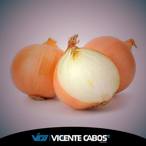 Extracto de cebolla 1×4