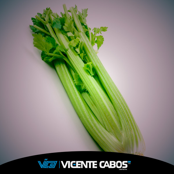 Extracto de celery 1×1