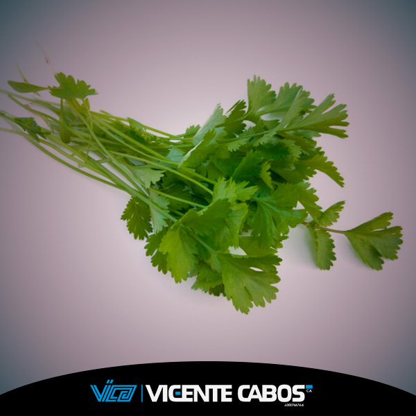 Extracto de cilantro 1×4
